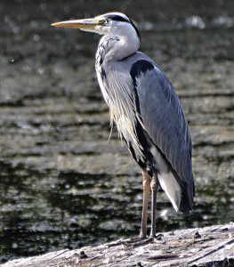 Gråhäger (Ardea cinerea). Foto: Per-Erik Tell