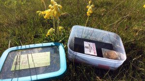 Tvenne skatter: Primula veris och geocaching. Foto: Ulf Lillängen