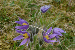 Backsippan (Pulsatilla vulgaris) trivs så klart på Backaleden. Foto: Hanseric Jonsgården