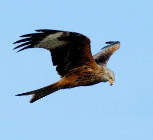 Röd glada (Milvus milvis). Foto: Christian Knoch, CC BY-SA 2.0