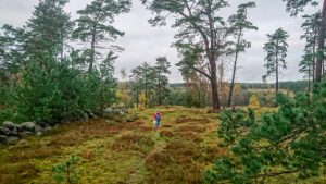 Det finns gott om hedmark runt Brösarp.