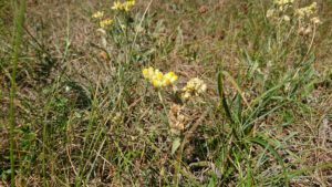 I Brösarps backar trivs den fridlysta hedblomster, Helichrysum arenarium (L.) Moench.