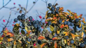 Slånbär, prunus spinosa, är ett av våra superbär enligt Sveriges Lantbruksuniversitet.